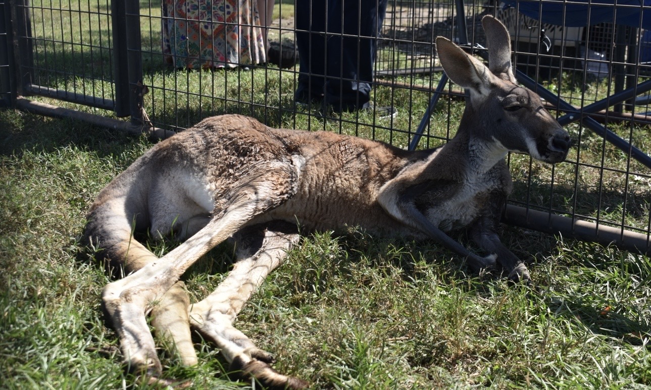 Kangaroo resting at Cherokee community gathering — Sovereign Chickamauga Cherokee Tribe of Arkansas